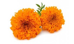 Marigold